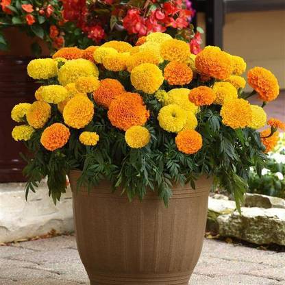 SREE marigold flower seeds Seed