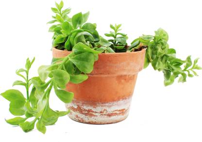 Ultima Search Aptenia Cordifolia Plant