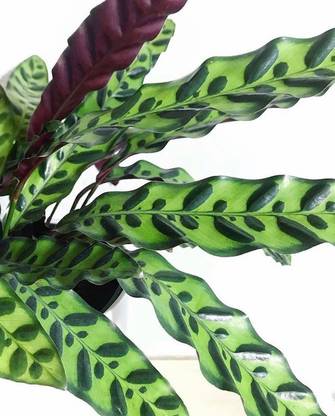 Little jungle Calathea Medallion