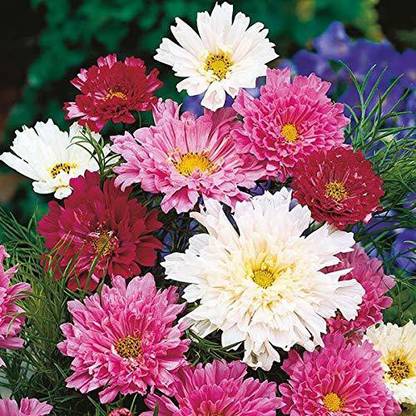 CYBEXIS PAU-45 - Rare cosmos flower" Double Click Mixed" Ornamental flower - (90 Seeds) Seed