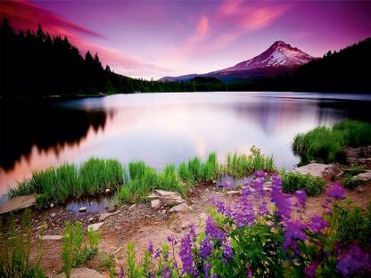 TheBlackstone Nature Multicolor Wallpaper
