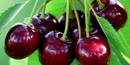 Rainbow Garden Cherry Fruit Plant