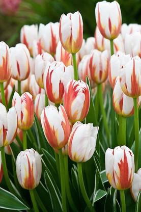 ANGIOOUTLETS Tulip happy generation flower bulbs pack of five bulbs Seed