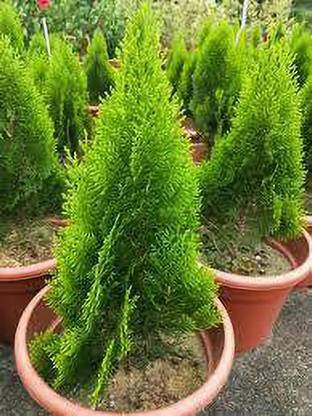 Oxygreenplant Platycladus/Morpankhi Plant