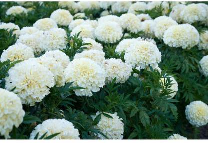 ENINE Flower Seeds Marigold F1 Hybrid White Vanilla Flower Seeds XX69 Seed