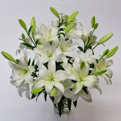 ANGIOOUTLETS Asiatic lily White colour flower bulbs pack of five bulbs Seed