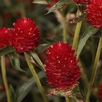 VibeX HUA-31 - Gomphrena Haageana Strawberry Flower - (60 Seeds) Seed