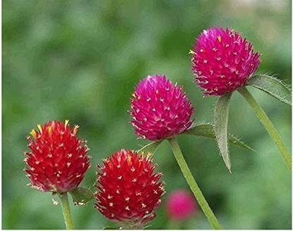 VibeX PAU-96 - Flower : Gomphrena Globosa Shrub (Herbaceous) - (540 Seeds) Seed