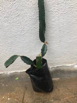 Aartha Dragon Tree
