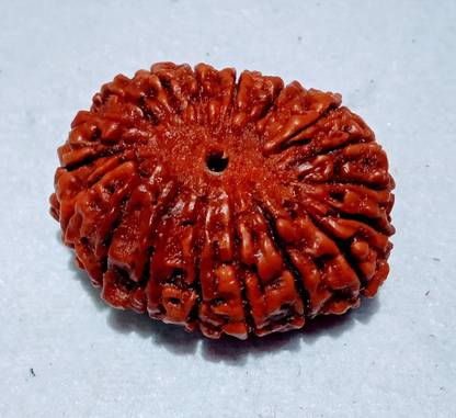 Vegga 19 mukhi rudraksha nepali / 19 mukhi Wood