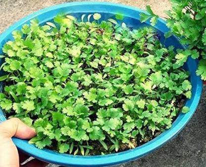 Dream mall Coriander Green Seed