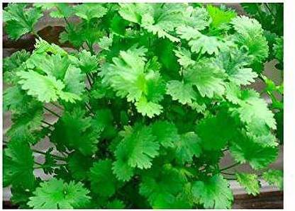 Dream mall Coriander Green Seed