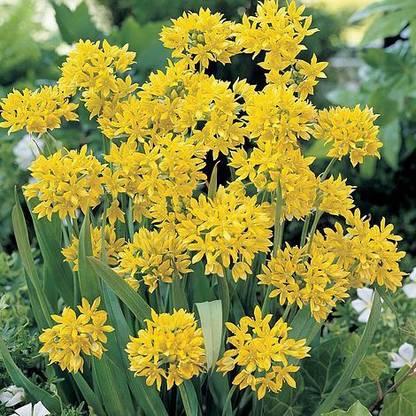 ANGIOOUTLETS Allium moly flower bulbs pack of five bulbs Seed