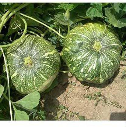 golden hills farm High Yield Green Pumpkin Seeds - Vegetable Seeds For Farming Seed