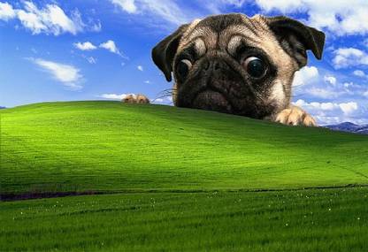 DzMMY8TZ windows xp pug dog wallpaper Poster Paper Print