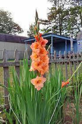 greenfarm Gladiolus Mix Color Flower Bulbs seeds (28 seeds) a278 Seed