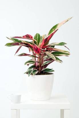 Sisa Maparang Plant