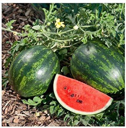Dream mall Watermelon Seeds Seed