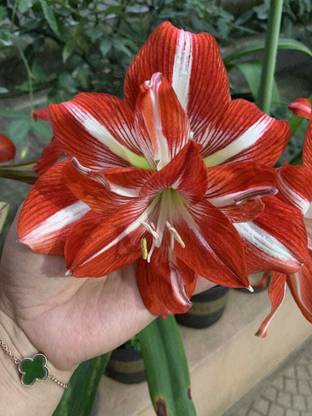 SIDDHI VINAYAK GALLERY Amaryllis Hippeastrum Lilly Flower Bulbs Double red white For Home Garden Seed