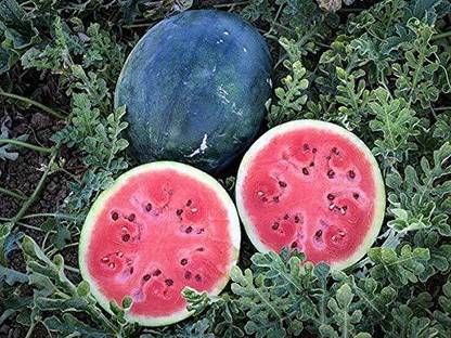 Dream mall Watermelon Seeds Seed