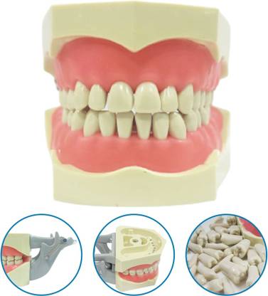 Unique Dents Columbia Type Jaw Set Model Surgical Plier