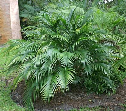 PLaNeTreee Foxtail Palm Plant