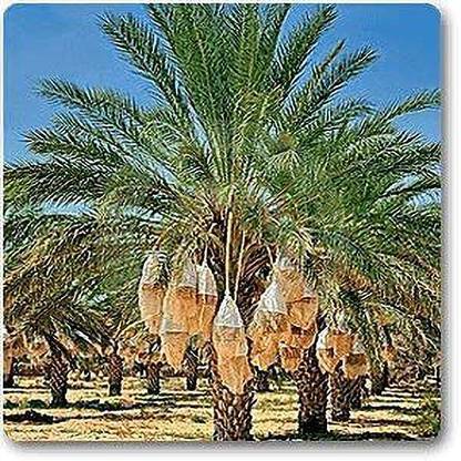 Heaven Of Saplings Phoneix Palm Plant