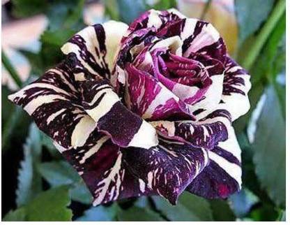 The Planter Rose Plant