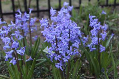 FERNSFLY® Hyacinth Seed