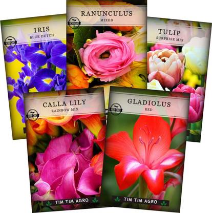 Tim Tim Agro Flower Bulbs Tulip, Calla Lily, Ranunculus, Iris, Gladiolus 3 Bulbs Each Seed