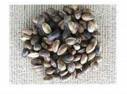 grassland Simarouba glauca,Paradise Tree,Bitterwood,Lakshmi taru,Quassia Pack of 1000Gr Seed
