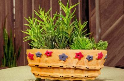 Niyara Cream Color Cute Look Rectangular Ceramic Planters Plant Container Set