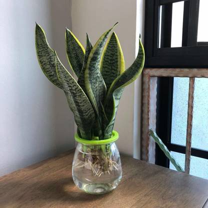 JR GLOBLE Snake Plant