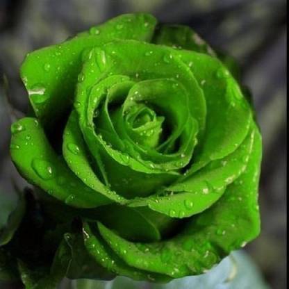 GreenyOn Rose Plant