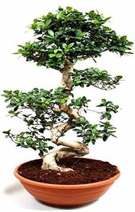 GRTFLIX Ficus Bonsai Plant