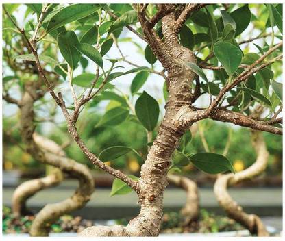 EVY Ficus Bonsai Plant