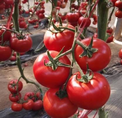 Chalisa Tomato, Solanum lycopersicum Seed