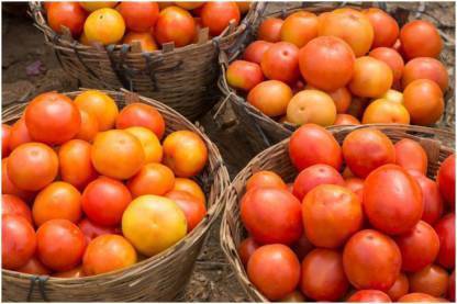 Chalisa Tomato, Solanum lycopersicum, PKM1, Tomato variety PKM1 Seed ...