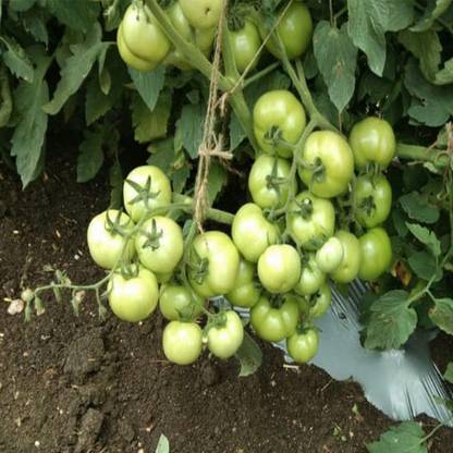 Organic Galaxy Fresh Vnr Tamato (Tamatar) Vegetable Hybrid Quality Seed