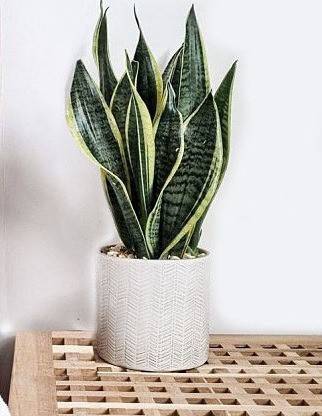 J R GLOBLE Snake Plant