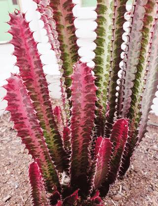 HERBALISM Euphorbia Trigona Royal Red Plant