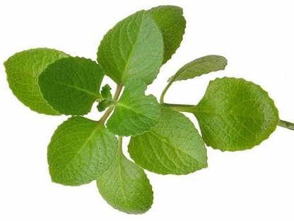 syed garden basil verred green seed, pack of 50 seed Seed
