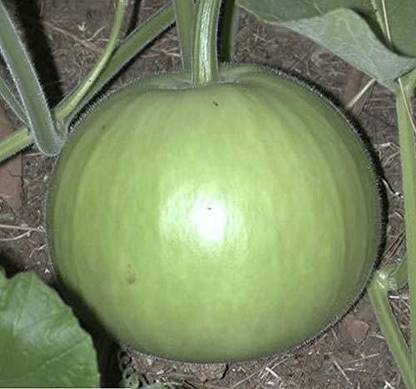 KRAN Capissicum Seed