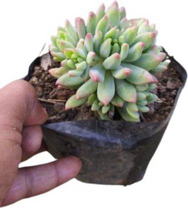 PLANT ORBIT Succulents Plant