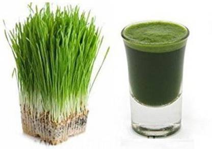 VibeX GBPUAT-67 High Germination Black Wheat Seeds for Wheatgrass Seed
