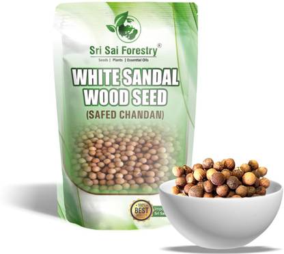 SRI SAI FORESTRY White Sandalwood, Indian Sandal Wood, Chandan seeds, For Plant Nursery Seed
