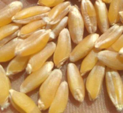 STOKIYA STOKIYA Wheat Seeds, DBW 2967, & Agriculture (Kheti ), Gehu Ka Bheej Seed (40 KG Seed