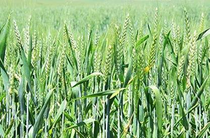 STOKIYA STOKIYA Wheat Seeds, DBW 3086 , & Agriculture (Kheti ), Gehu Ka Bheej (35 KG ) Seed