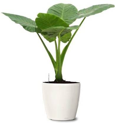 Samarthgreens Caladium Plant