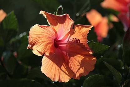 Corofitam Hibiscus Plant